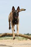 MALINOIS 511